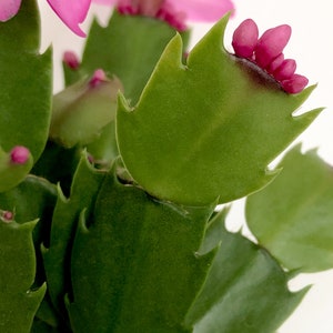 Christmas Cactus Pink, Zygo Cactus, Zygocactus, Schlumbergera truncata, Pink Flower, Succulent, Flowering Succulent, Pink Plant, Rare Plant image 6