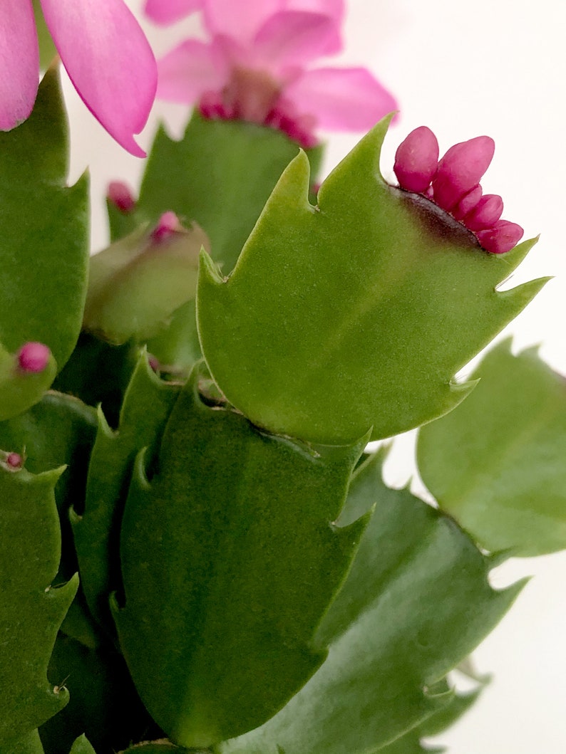 Hot Pink Christmas Cactus, Pink Cactus, Zygo Cactus, Zygocactus, Schlumbergera truncata, Cghristmas Plant, Holiday Plant, Christmas Decor image 6