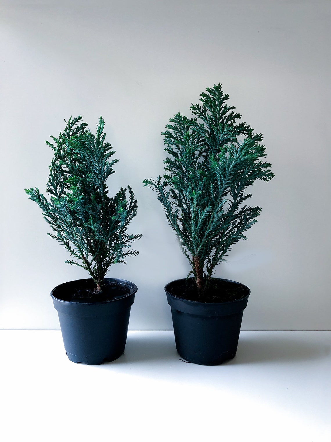 Euro Cypress Mini Christmas Tree Mini Tree Live Tree Etsy