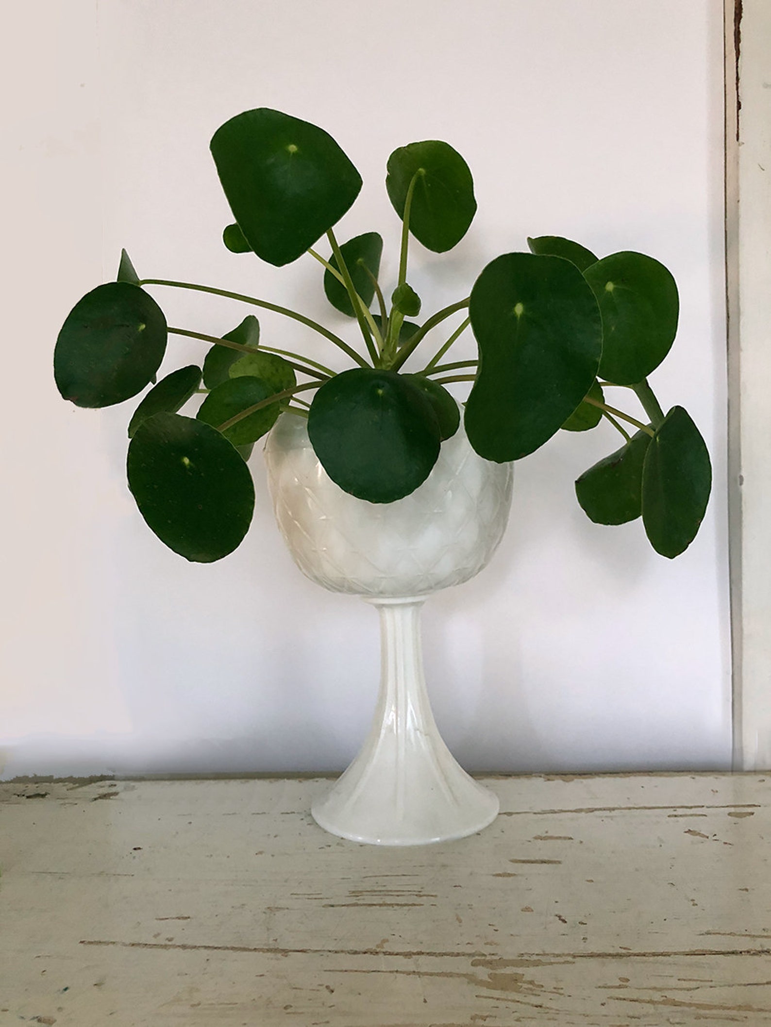 Pilea Peperomioides Pflanze große Pilea chinesische Etsy