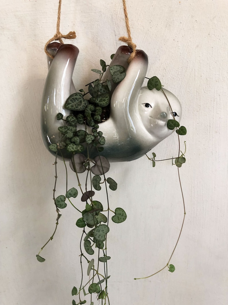 rosary vine string of hearts plant rosary vine string of hearts plant