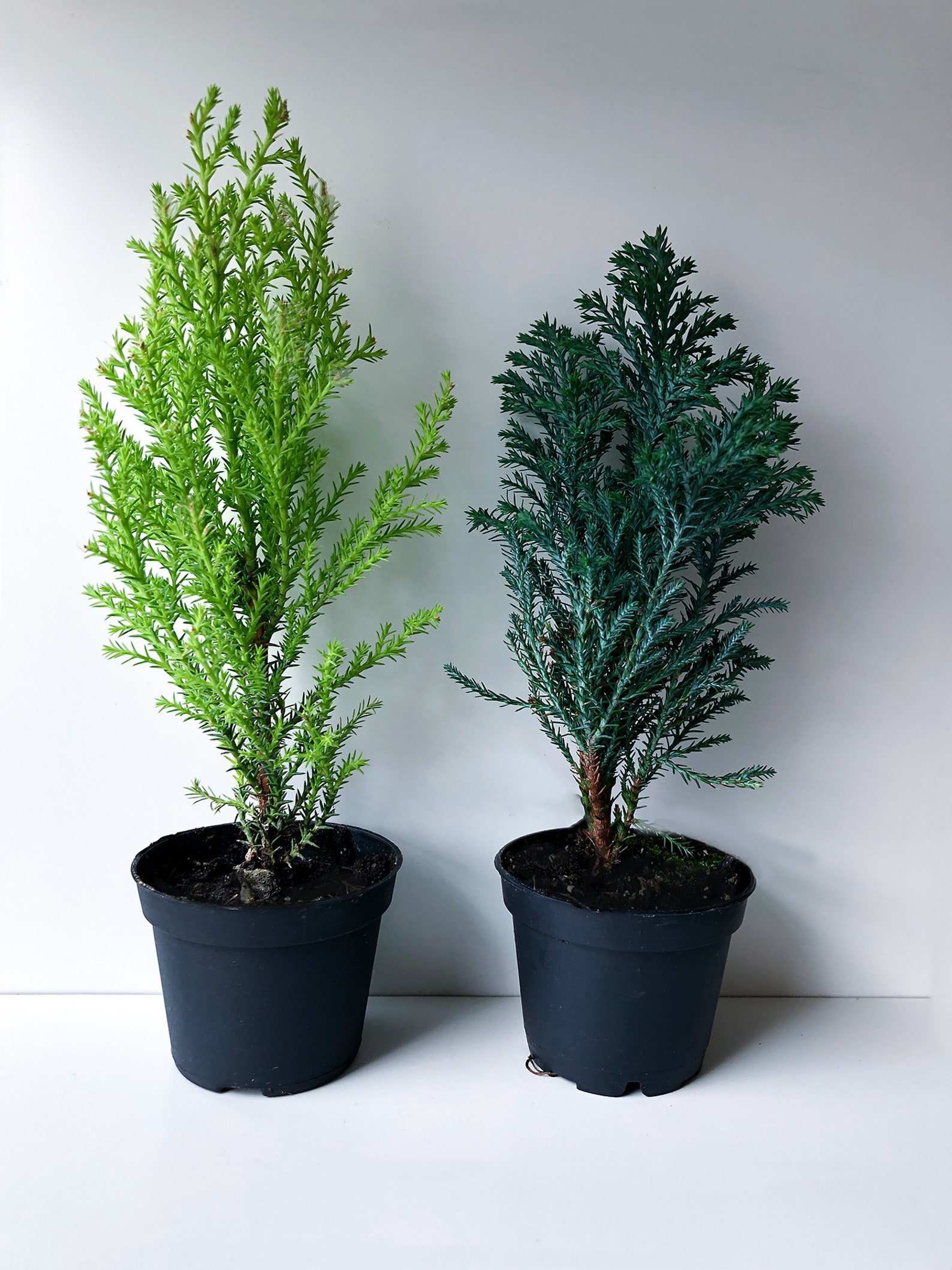 2.5 Euro Cypress Christmas Tree Mini Tree Tabletop Etsy