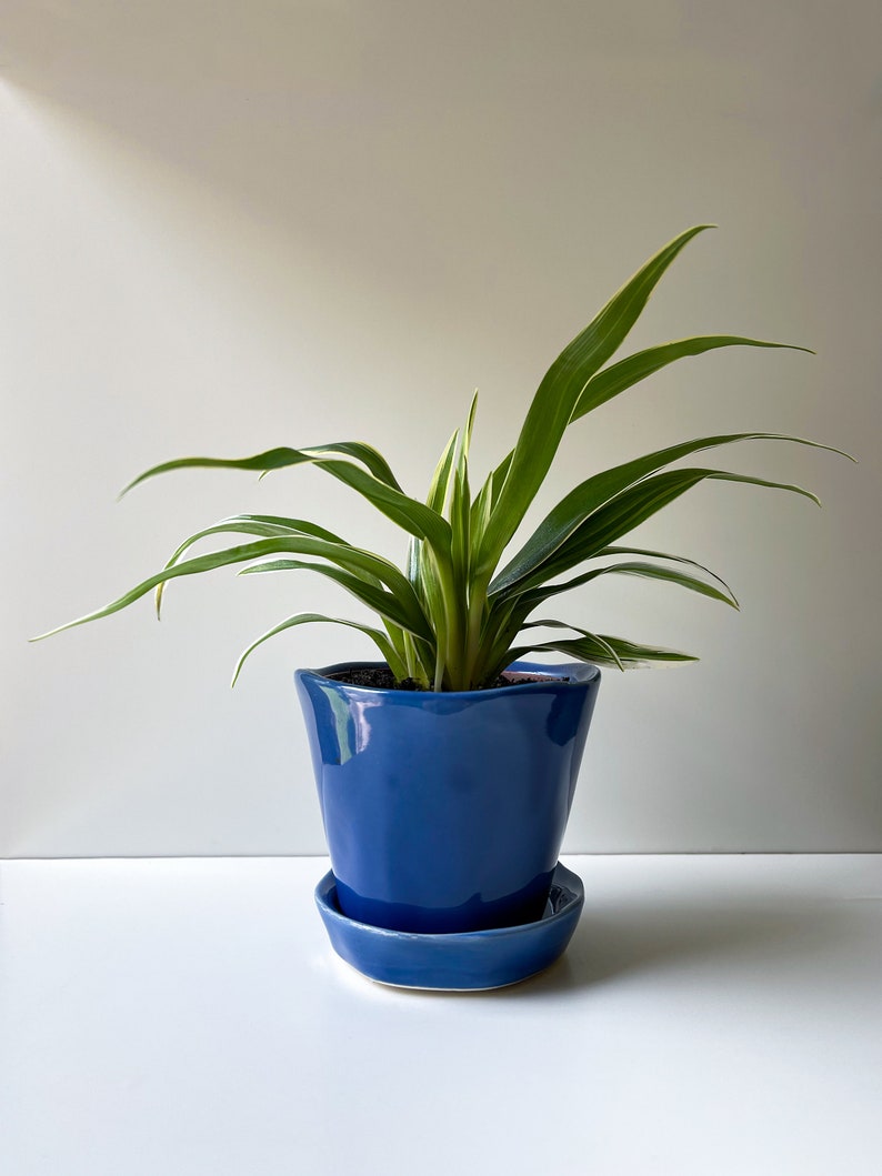 Chlorophytum bichetii, Bichetii Grass, Saint Bernard's Lily, Plant Fully Rooted in 2.5 Pot, Cascading Plant, Air Purifying Plant, Non Toxic image 8
