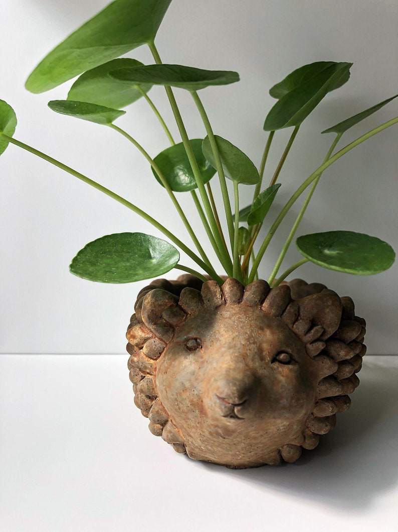 2.5 Pilea peperomioides in a Hedgehog Planter, Textured Cement, Natural Finish, Chinese Money Plant, Rare Plant, Live Plant, Container, Pot image 1