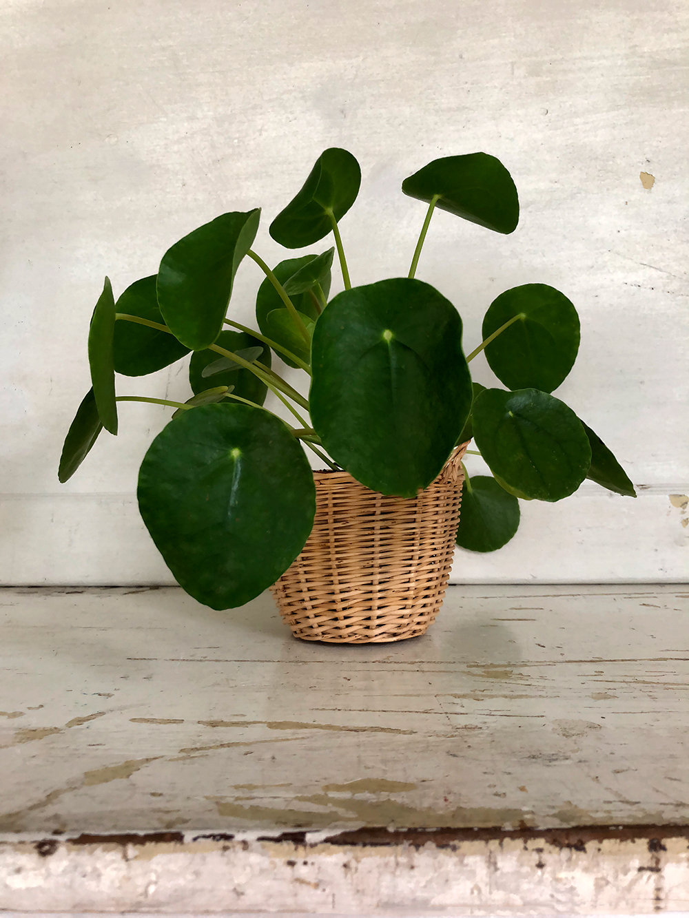 4 Pilea Peperomioides Plant Large Chinese Money Plant Etsy