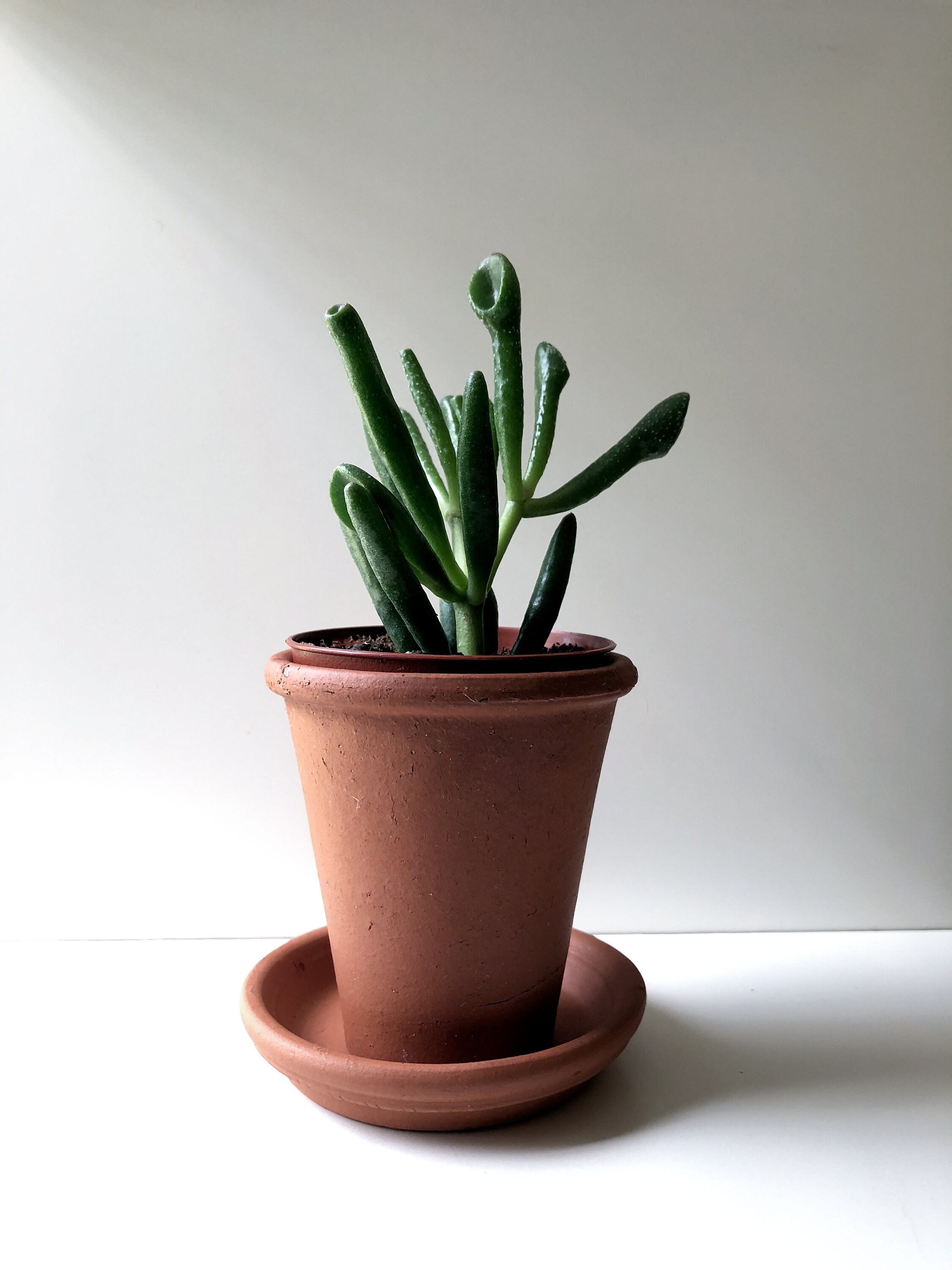 baby horse head philodendron Philodendron Bipennifolium [Horse Head] – Exotic Flora main image 0