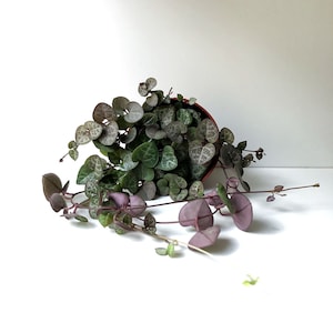 String of Hearts Plant, Ceropegia woodii, Rosary Vine, String Plant, Hanging Plant, Trailing House Plant, Baby Plant, Mini Plant, Rare Plant