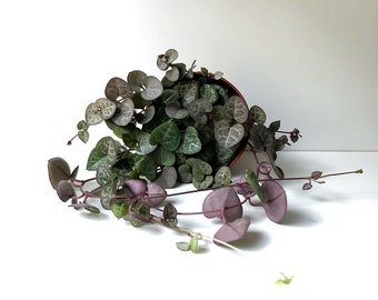 String of Hearts Plant, Ceropegia woodii, Rosary Vine, String Plant, Hanging Plant, Trailing House Plant, Baby Plant, Mini Plant, Rare Plant