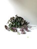 String of Hearts Plant, Ceropegia woodii, Rosary Vine, String Plant, Hanging Plant, Trailing House Plant, Baby Plant, Mini Plant, Rare Plant