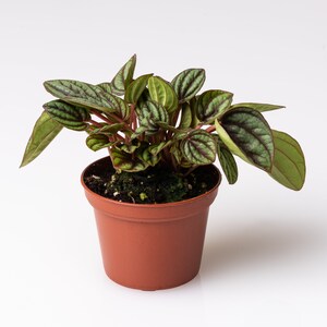 Peperomia Piccolo Banda Plant, Peacock Peperomia, 2.5 Inches, Textured Foliage, Striped Foliage image 3