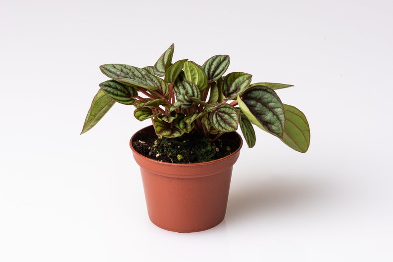 Peperomia Piccolo Banda Plant, Peacock Peperomia, 2.5 Inches, Textured Foliage, Striped Foliage image 3