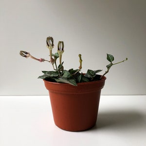 2.5 Ceropegia linearis woodii, String of Daggers, Heartless, String of Hearts, String of Spades, Mini Plant, Starter Plant, Hanging Basket image 4