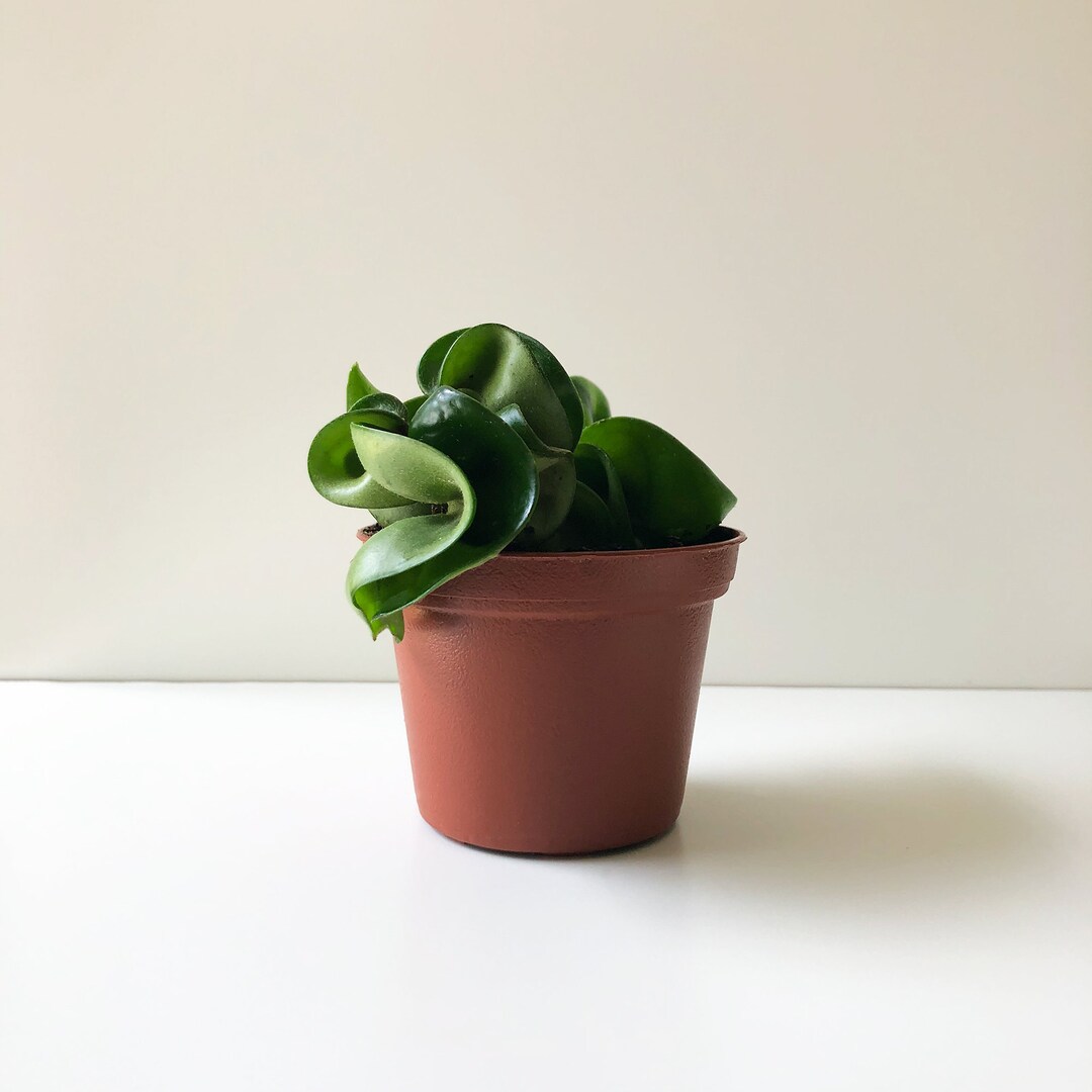 Hoya Carnosa Compacta, Hoya Rope, Hindu Rope, Non Toxic Houseplant, Trailing Plant, Hanging