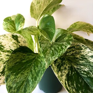Pu&ograve; includere: Primo piano di una pianta da appartamento in vaso, con grandi foglie variegate. Le foglie presentano un mix di motivi verdi e bianco crema. La pianta &egrave; in un vaso verde scuro, su sfondo bianco. Le foglie sono lussureggianti e piene.