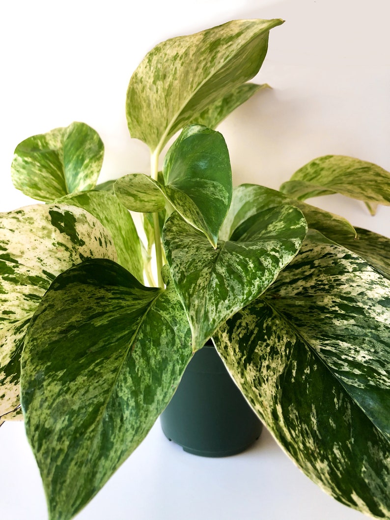 Pu&ograve; includere: Primo piano di una pianta da appartamento in vaso, con grandi foglie variegate. Le foglie presentano un mix di motivi verdi e bianco crema. La pianta &egrave; in un vaso verde scuro, su sfondo bianco. Le foglie sono lussureggianti e piene.