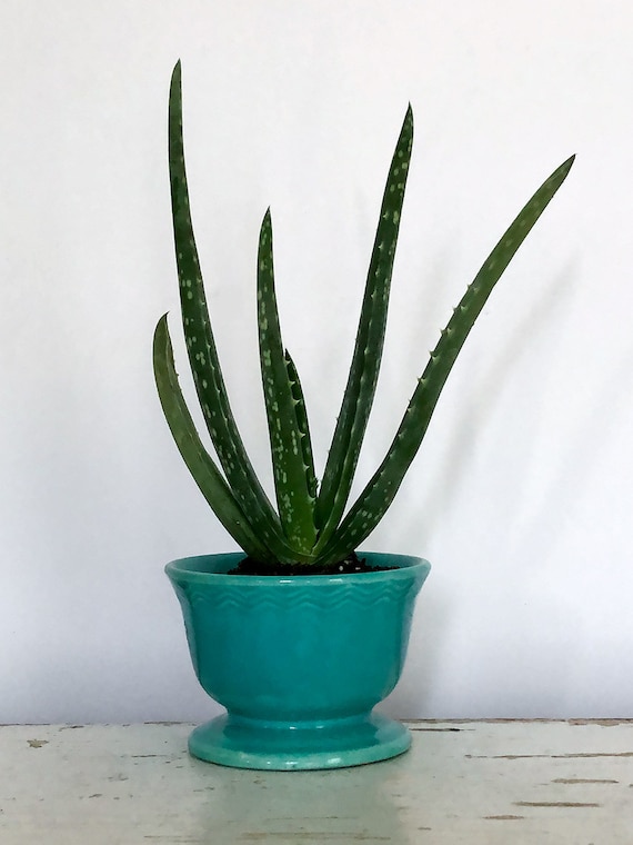 dieffenbachia yellow leaves Dieffenbachia Plant Care - How to Grow Dieffenbachia amoena