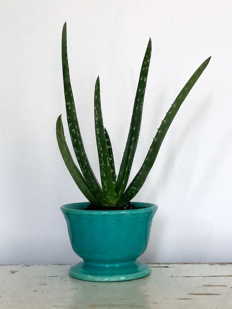 Aloe vera Plant, Succulent Plant, Medicinal Plant, Air Purifying, Air Cleaning, Herb, Wound Plant, Easy Care Plant, Bright Light Plant image 8