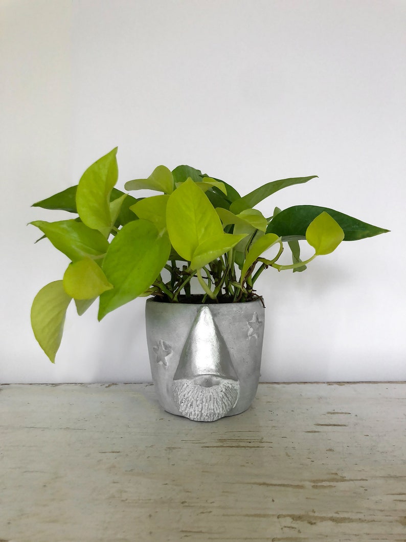 4 Neon Pothos an Easy Care Plant for Low Light Etsy