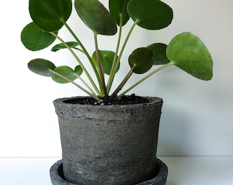 2.5" Pilea peperomioides Plant in a  Rustic Linen Wrapped Pot with Saucer