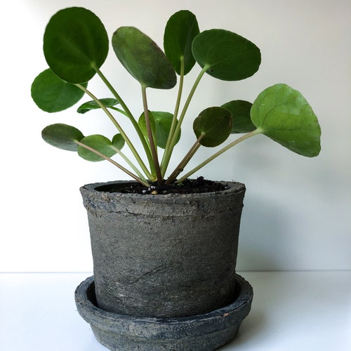 2.5" Pilea peperomioides Plant in a  Rustic Linen Wrapped Pot with Saucer