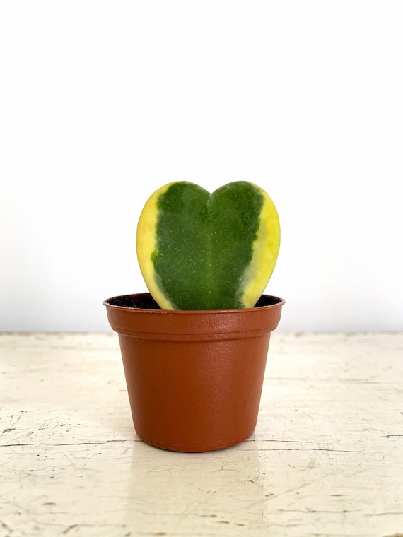 artisinal plant pots Bespoke Concrete Planters for Unique Spaces