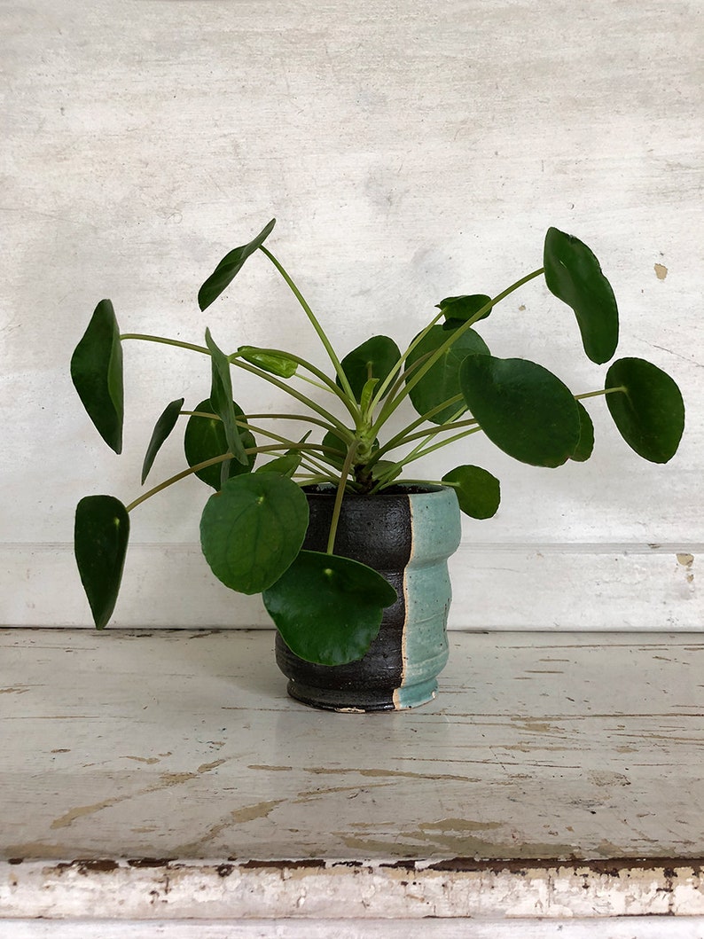 Chinese money plant large information