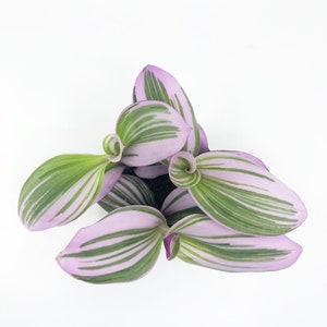 Tradescantia Nanouk, Lilac Tradescantia, Pink Tradescantia, Pink Wandering Jew, fluminensis, Rare Plant, Pink Plant, Variegated Plant