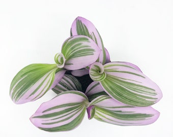 Tradescantia Nanouk, Lilac Tradescantia, Pink Tradescantia, Pink Wandering Jew, fluminensis, Rare Plant, Pink Plant, Variegated Plant