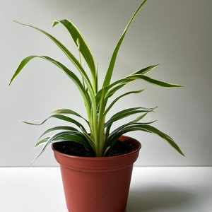 Chlorophytum bichetii, Bichetii Grass, Saint Bernard's Lily, Plant Fully Rooted in 2.5 Pot, Cascading Plant, Air Purifying Plant, Non Toxic image 9