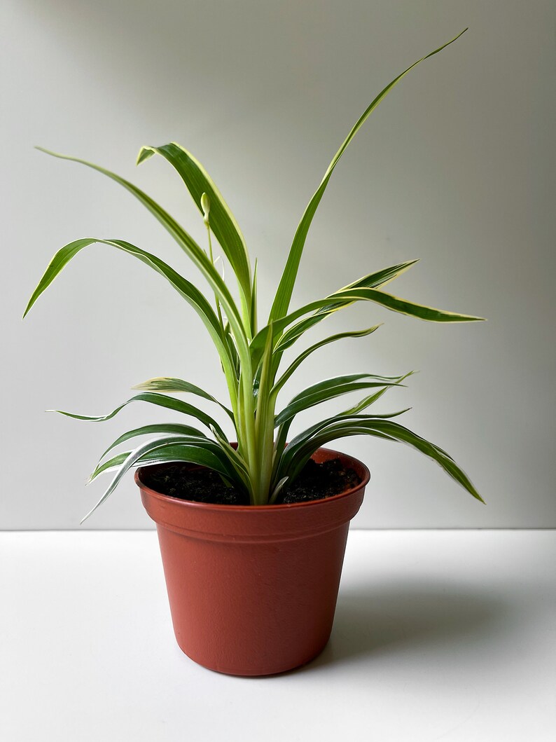 Chlorophytum bichetii, Bichetii Grass, Saint Bernard's Lily, Plant Fully Rooted in 2.5 Pot, Cascading Plant, Air Purifying Plant, Non Toxic image 9