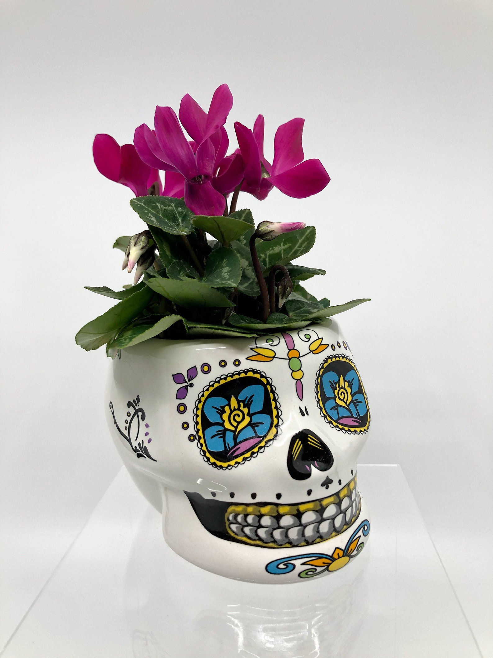 Sugar Skull Planter Skull Pot Halloween Planter Goth Etsy