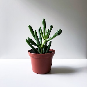 May include: A small potted succulent plant with green, fleshy leaves growing in a terracotta pot.