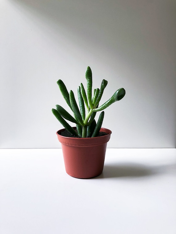 2.5" Crassula Ovata Hobbit, Et's Fingers, Unusual Succulent, Jade Plant,  Dry Conditions, Mini Succulent, Baby Succulent, Rare Plant, Unusual - Etsy