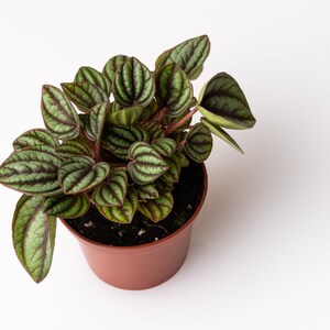 Peperomia Piccolo Banda Plant, Peacock Peperomia, 2.5 Inches, Textured Foliage, Striped Foliage image 2