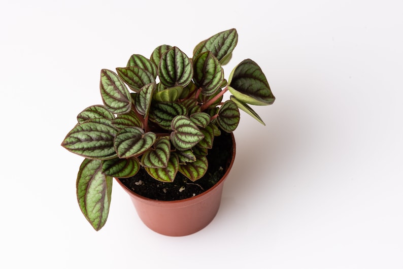 Peperomia Piccolo Banda Plant, Peacock Peperomia, 2.5 Inches, Textured Foliage, Striped Foliage image 2