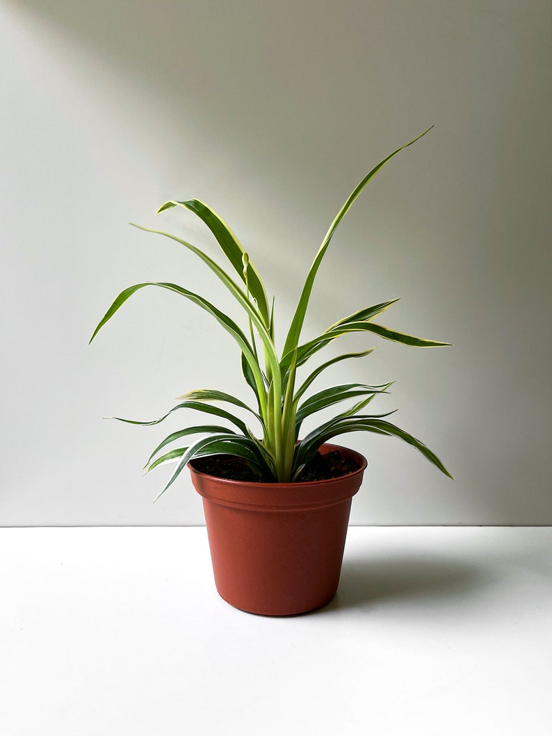 Chlorophytum bichetii, Bichetii Grass, Saint Bernard's Lily, Plant Fully Rooted in 2.5 Pot, Cascading Plant, Air Purifying Plant, Non Toxic image 1