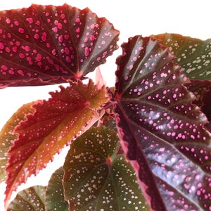 Begonia &#39;Benigo,&quot; Pink and Silver Spots, Angel Wing, Multicolored Leaves, Underside & Stems are Burgundy, Hot Pink Flowers, Cane Type, Easy