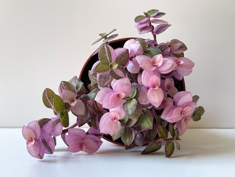 Callista repens, Tricolor, Bolivian Jew, Pink Jewel Plant, Pink Callista repens, Tricolor, Bolivian Jew, Pink Jewel Plant, Pink