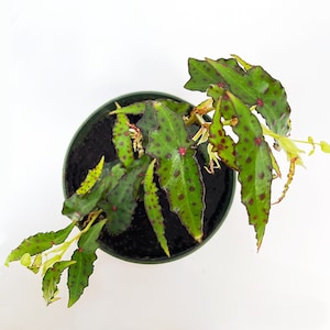 May include: A potted green plant with red spots on the leaves. The plant is in a green pot with dark brown soil.