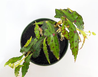 Begonia amphioxus in a 4 Inch Pot~ the Pink Spotted Butterfly Begonia. Live Polka Dot Begonia, Rhizomatous Begonia
