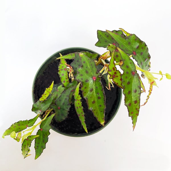 Begonia amphioxus in a 4 Inch Pot~ the Pink Spotted Butterfly Begonia. Live Polka Dot Begonia, Rhizomatous Begonia
