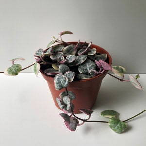 Variegated String of Hearts, Ceropegia Woodii Variegata 'Pretty Pink,' VSOH, a Super Pink String of Hearts, Rare Succulent, Trailing Plant image 10