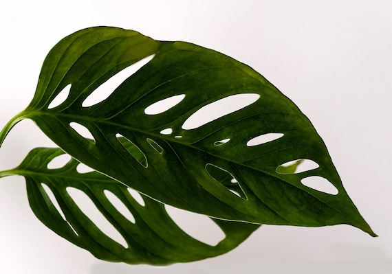 spider plant planters Buy a Spider Plant Easy Care Live Plant