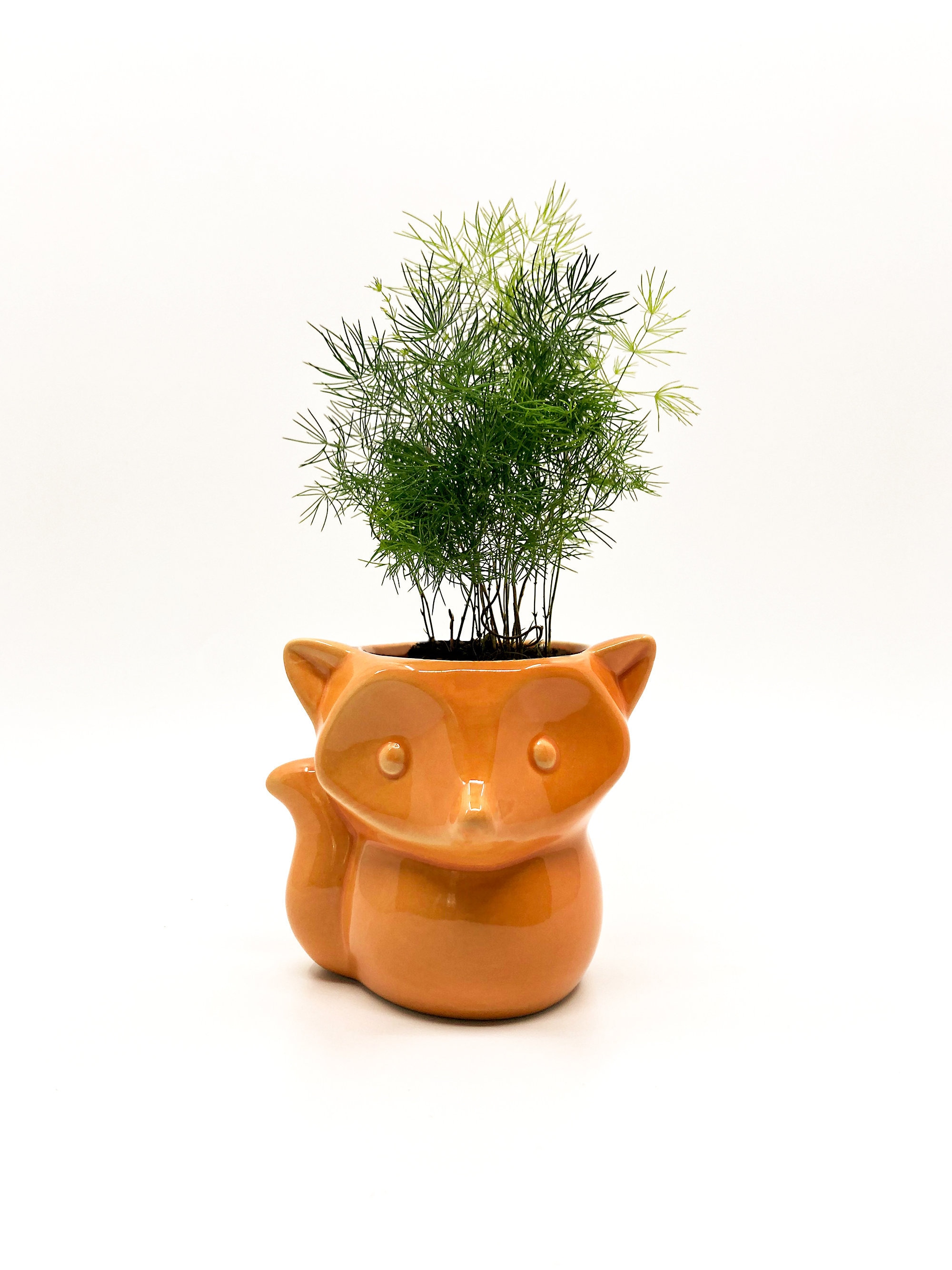 Fox Planter, Peacock Fern, Rainbow Fern, Ming Fern, Plumosa Fern, Plant Gift, Live Plant Gift, Ferns, Fox Pot, Fox Vase, Animal Planter, Fox