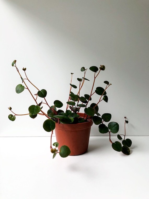 gold metal plant pots Gold Metal Planters main image 1