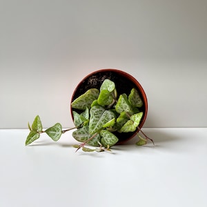 May include: A small potted plant with green and white variegated leaves spilling out of the pot. The pot is brown and the plant is on a white surface.