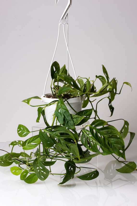 Buy Swiss Cheese Plant, Monstera Adansonii, Swiss Cheese Vine, Climbing  Houseplant, Trailing Houseplant, Hanging Basket, Rare Plant, Baby Plant  Online in India - Etsy
