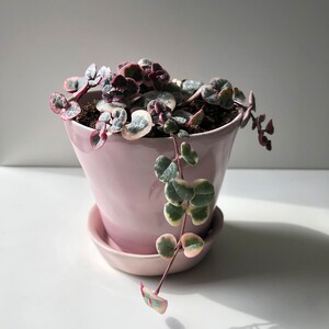 Variegated String of Hearts, Ceropegia Woodii Variegata 'Pretty Pink,' VSOH, a Super Pink String of Hearts, Rare Succulent, Trailing Plant image 8