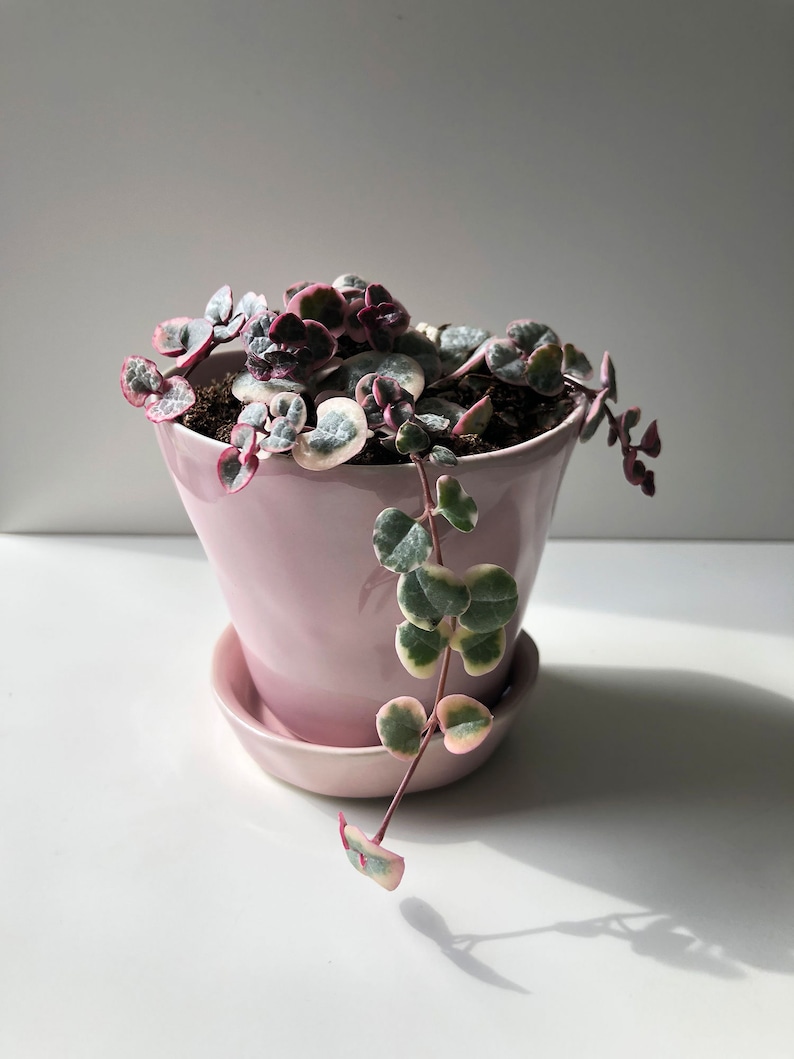 Variegated String of Hearts, Ceropegia Woodii Variegata 'Pretty Pink,' VSOH, a Super Pink String of Hearts, Rare Succulent, Trailing Plant image 8