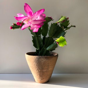 Christmas Cactus Pink, Zygo Cactus, Zygocactus, Schlumbergera truncata, Pink Flower, Succulent, Flowering Succulent, Pink Plant, Rare Plant image 7